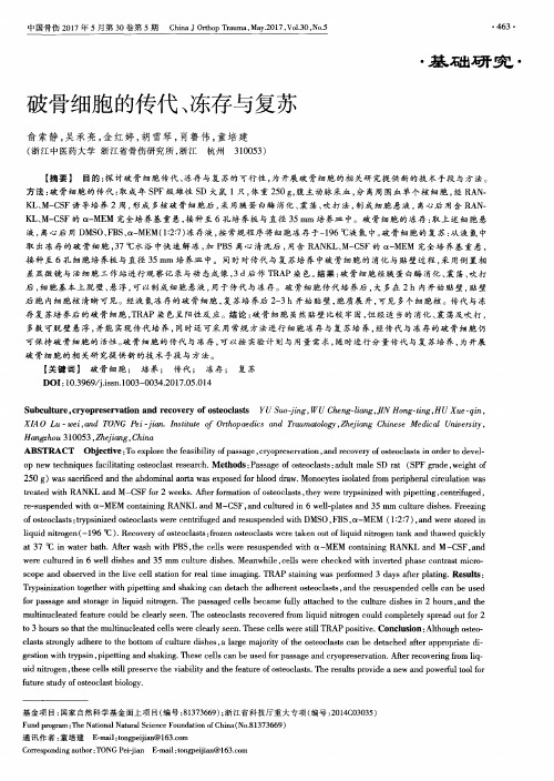 破骨细胞的传代、冻存与复苏