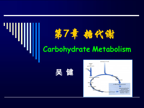 生物化学课件7糖代谢