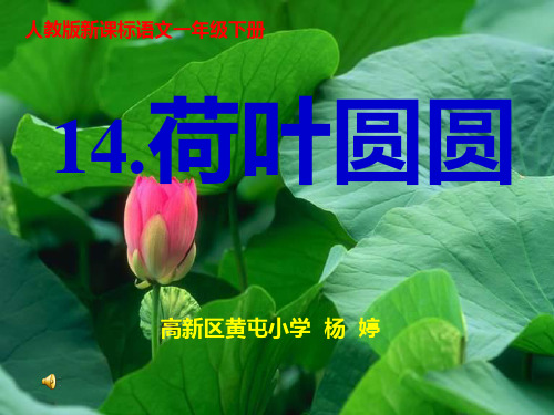 荷叶圆圆演示文稿