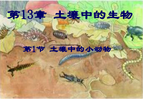 苏科版生物七年级下册第13章 土壤里的生物 第1节 土壤中的小动物 课件