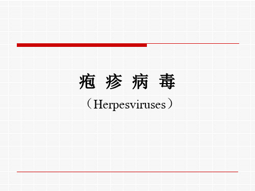 医学微生物学：疱疹病毒