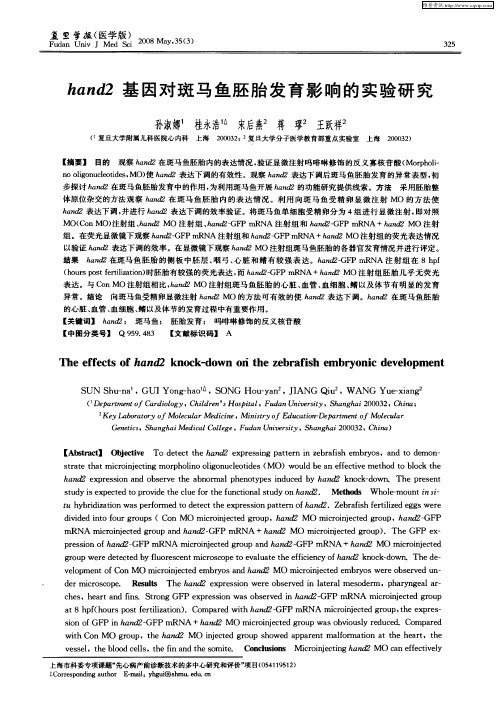 hand2基因对斑马鱼胚胎发育影响的实验研究