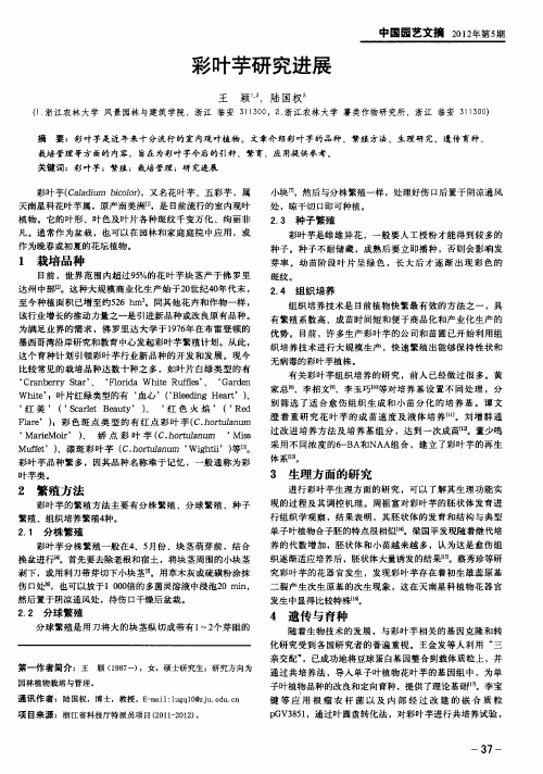 彩叶芋研究进展