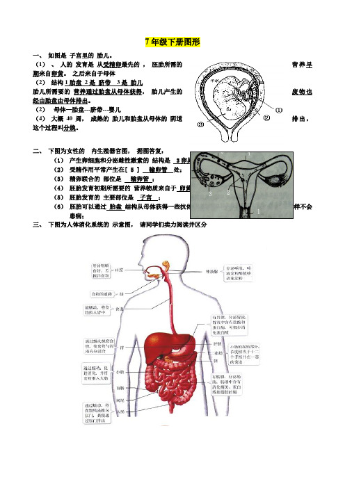 生物图形七年纪下册汇总