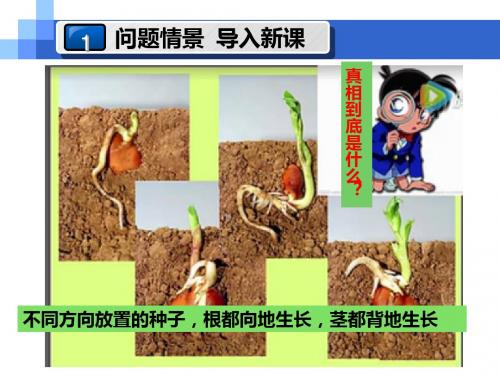 2019-人教版高中生物必修3第3章第2节生长素的生理作用(共26张PPT)-文档资料