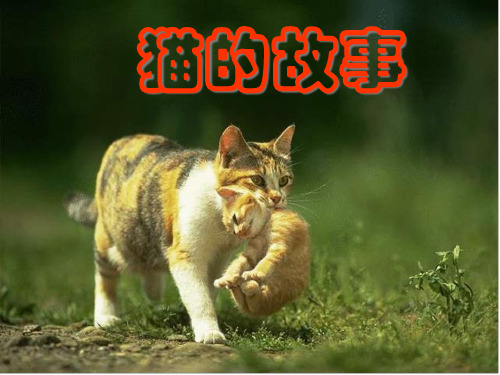 《猫的故事》精品PPT课件