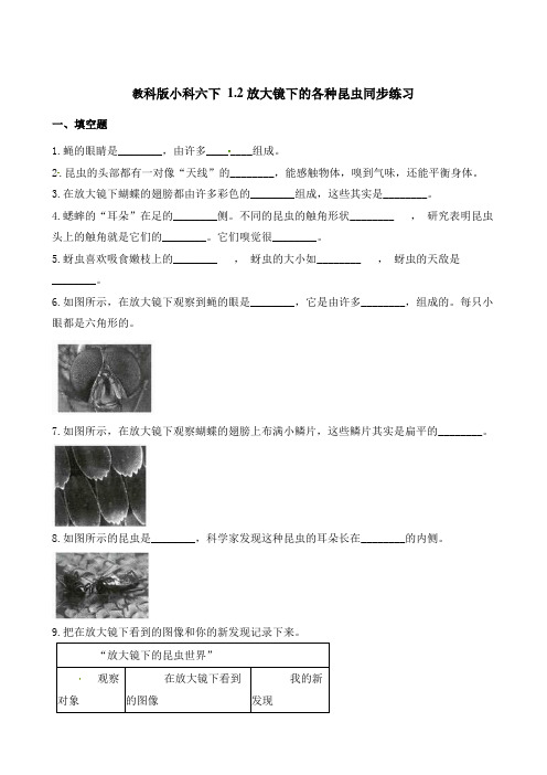 六年级下册科学一课一练-1.2放大镜下的昆虫世界-教科版(含答案)