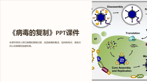 《病毒的复制》课件