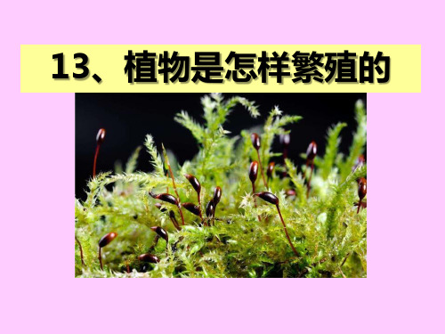《植物是怎样繁殖的》植物的生命系统ppt获奖课件3