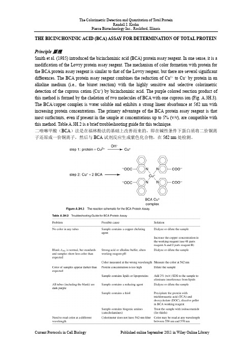 BCA法测蛋白含量