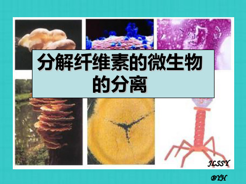 公开课分解纤维素的微生物的分离