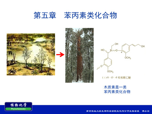 第五章  苯丙素类化合物