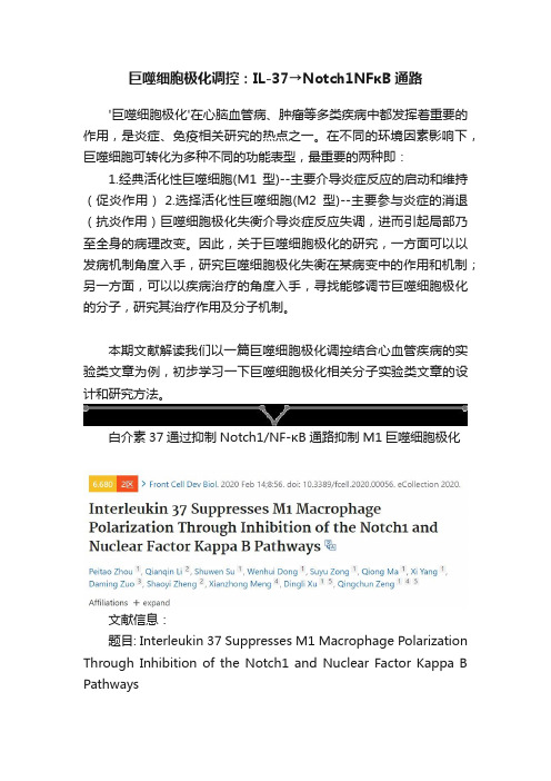 巨噬细胞极化调控：IL-37→Notch1NFκB通路