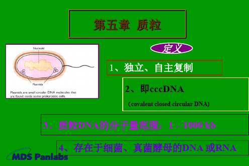 第五章质粒