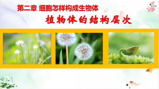 《植物体的结构层次》ppt经典课件