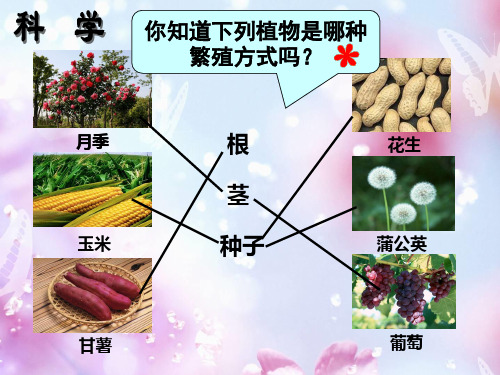 三年级科学下册植物的生长变化2种植我们的植物课件3教科版