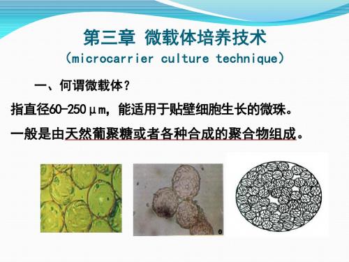 生物工程下游技术第三章微载体培养技术