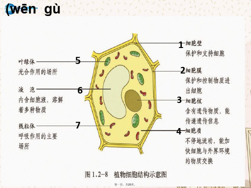 七年级生物上册 1.2.2 细胞的分裂与分化课件 (新版)济南版