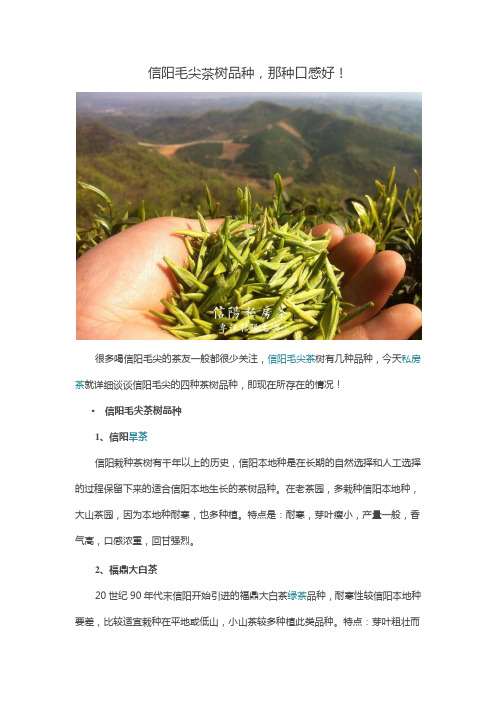 信阳毛尖茶树品种