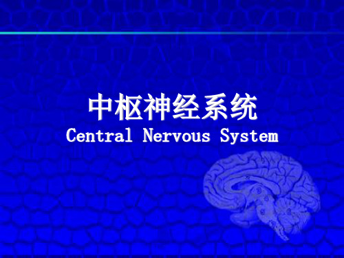 脊髓-神经系统讲述
