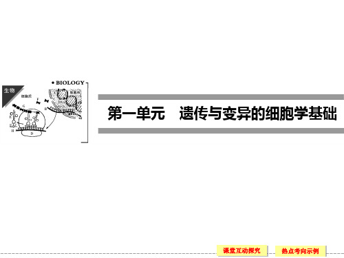 《1.1.1 减数分裂与配子形成》课件