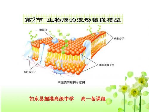 第四章第二节生物膜流动镶嵌模型