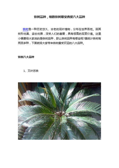 铁树品种，细数铁树最受喜爱八大品种