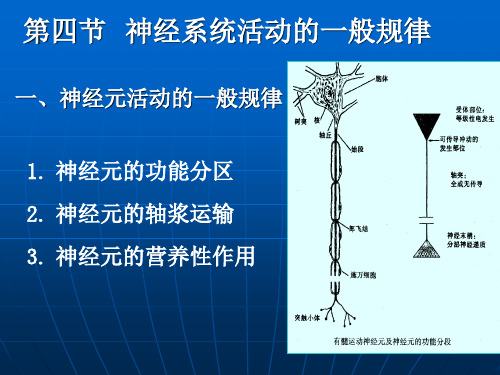 神经系统活动的一般规律