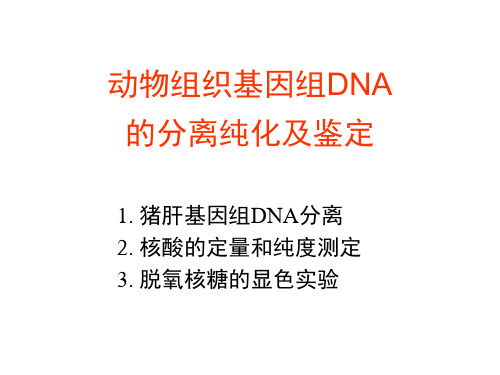 动物组织核酸的分离、鉴定和含量测定