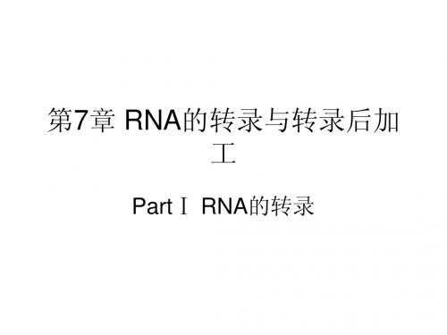 第7章 PartⅠ RNA的转录