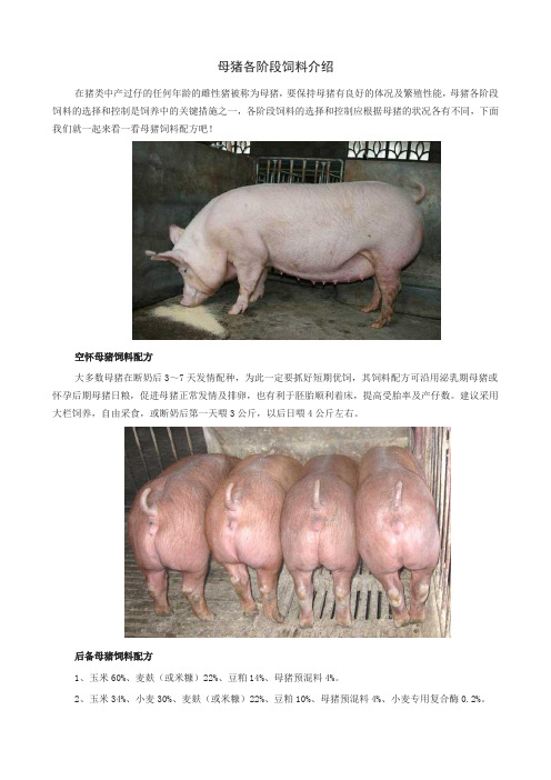 母猪各阶段饲料介绍