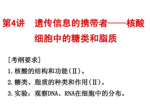 2015届高三一轮复习人教版生物 第4讲  细胞中的核酸、糖类和脂质