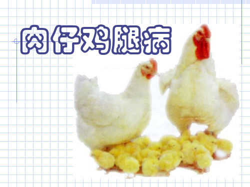 肉仔鸡腿病.ppt