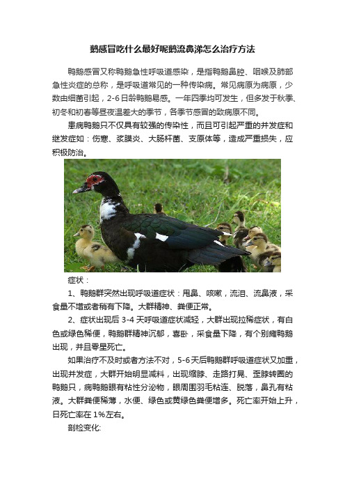 鹅感冒吃什么最好呢鹅流鼻涕怎么治疗方法