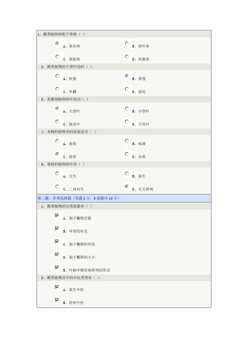 蕨类植物门