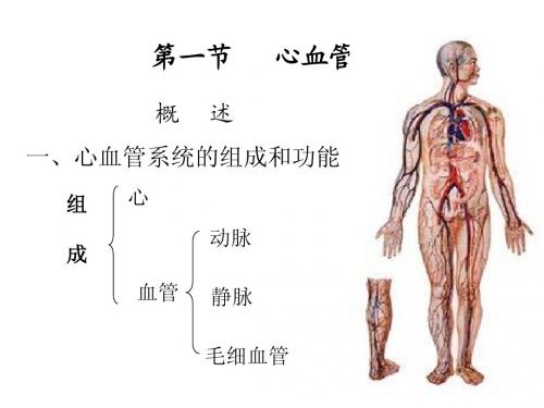 生理第四章血液循环