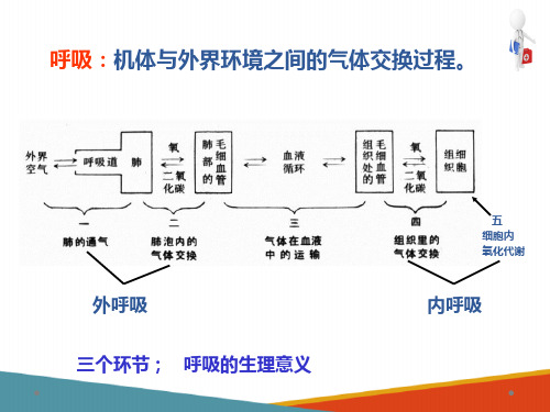 内脏 呼吸系统 呼吸的过程 人体解剖生理学课件