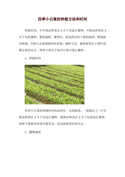 四季小白菜的种植方法和时间