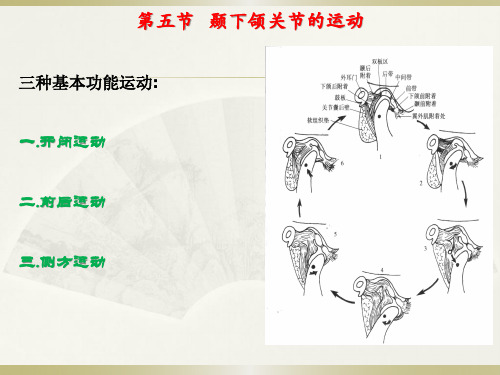    颞下颌关节的运动