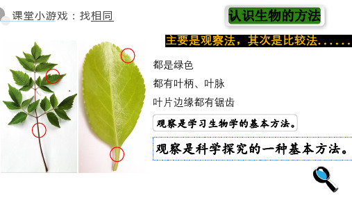 第一节观察周边环境中的生物课件2024-2025学年人教版生物七年级上册