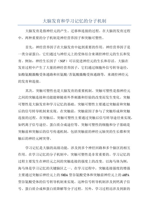 大脑发育和学习记忆的分子机制