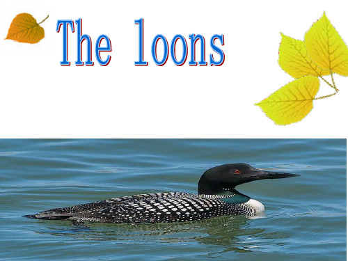 高英课文The Loons(潜鸟)英文PPT