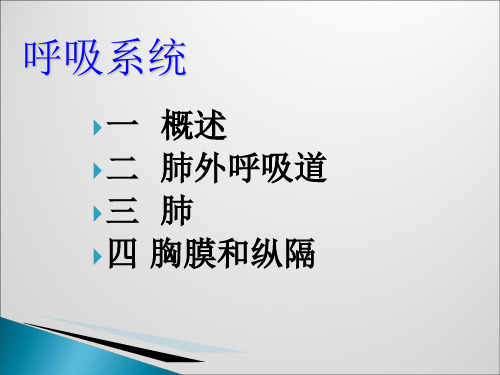 呼吸系统解剖学课程