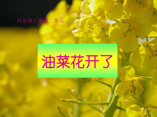 【教科版】小学科学《油菜花开了》PPT-优质课件1