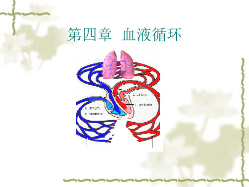 循环系统血液循环体液循环-人体生理学