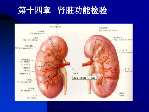 肾脏功能检验