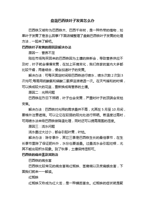 盘栽巴西铁叶子发黄怎么办