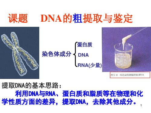 高中生物实验—DNA的粗提取和鉴定