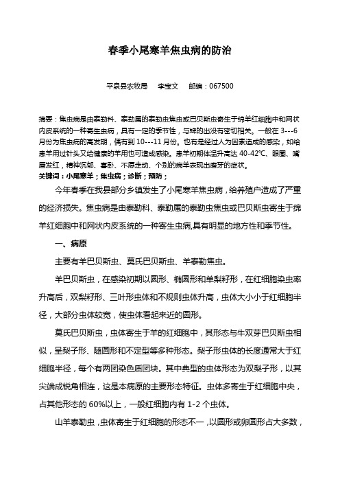春季小尾寒羊焦虫病的防治