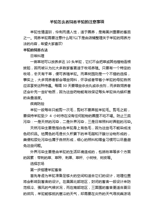 羊驼怎么养饲养羊驼的注意事项